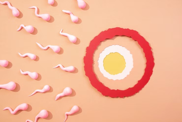 penurunan sel telur, kesuburan perempuan, egg freezing, peluang hamil di atas 35 tahun, kualitas sel telur, usia dan kesuburan, solusi kesuburan perempuan, perencanaan kehamilan modern